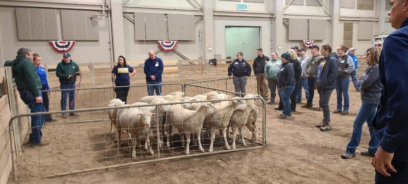 A group of participants watching sheep being handled.